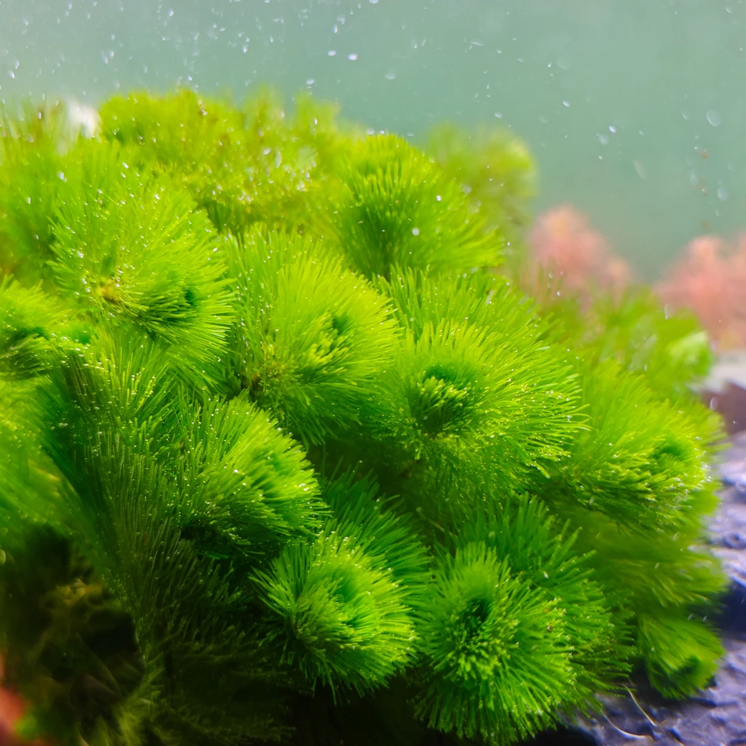 绿菊坨草水草好养活体真草造景懒人新手小白鱼缸水草造景