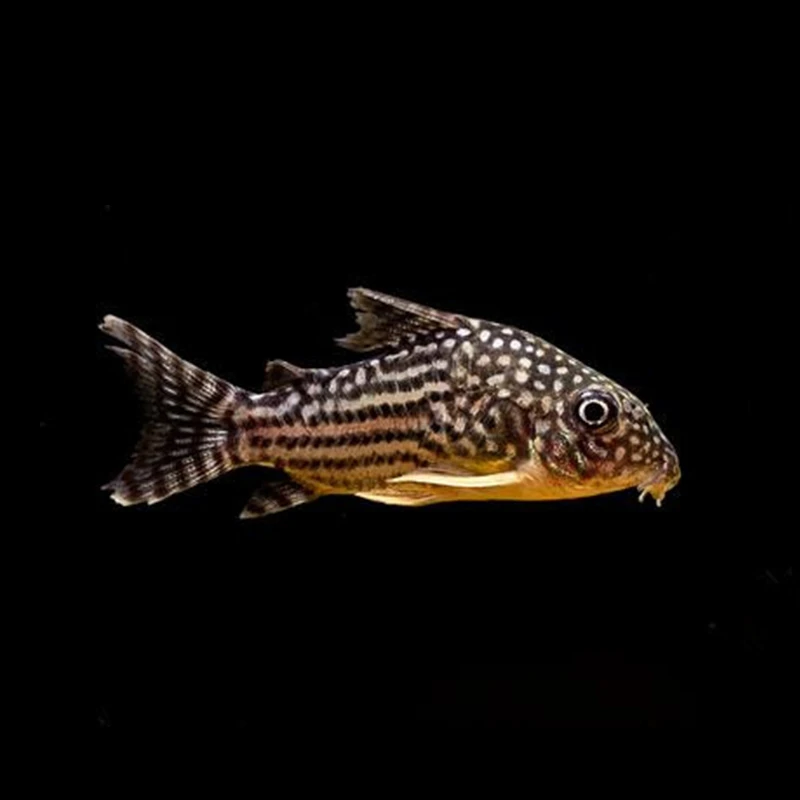 水族小型热带清洁鱼花椒鼠活体活鱼工具鱼除藻吃粪便垃圾清鱼缸