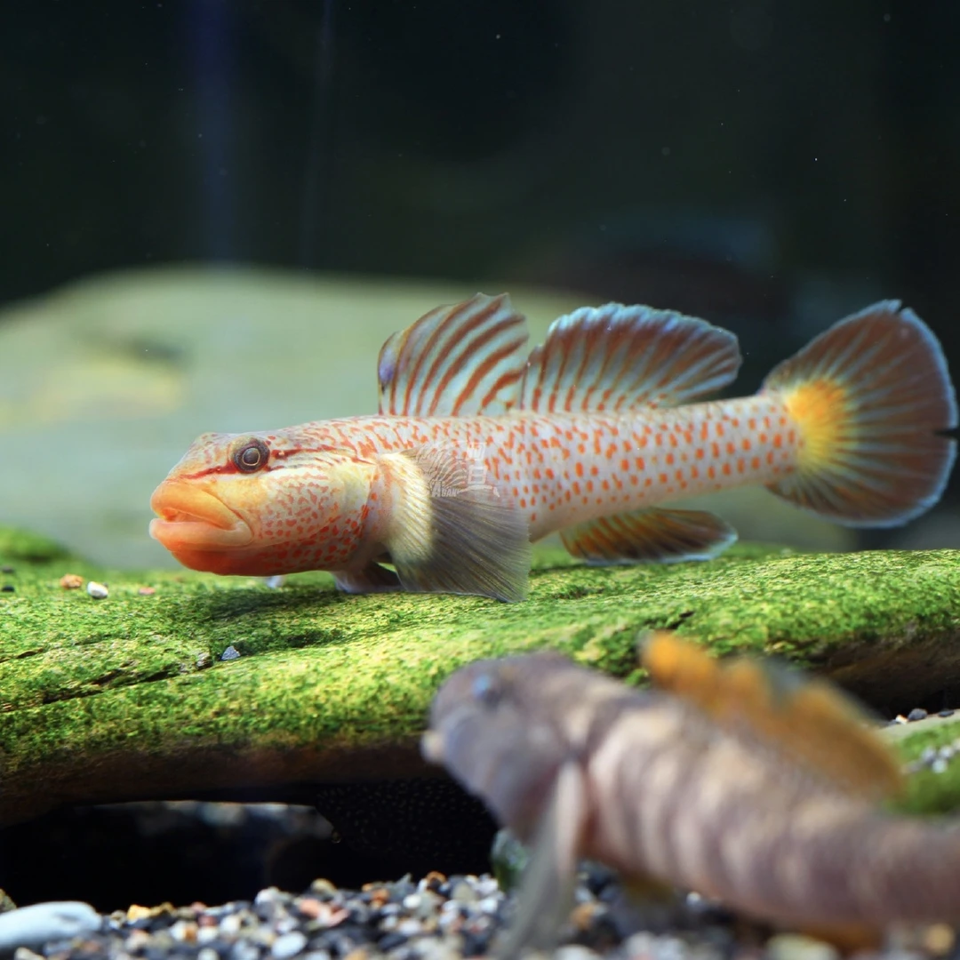 【观赏鱼】虾虎原生鱼淡水鱼虾虎鱼小型鱼神农虾虎 溪流鱼活体戴氏