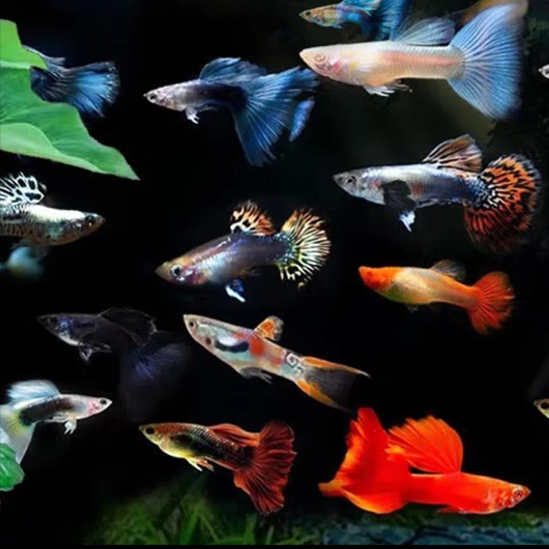 【水族】蓝白孔雀鱼冰蓝天空蓝活体巴西红扇血红热带鱼观赏鱼