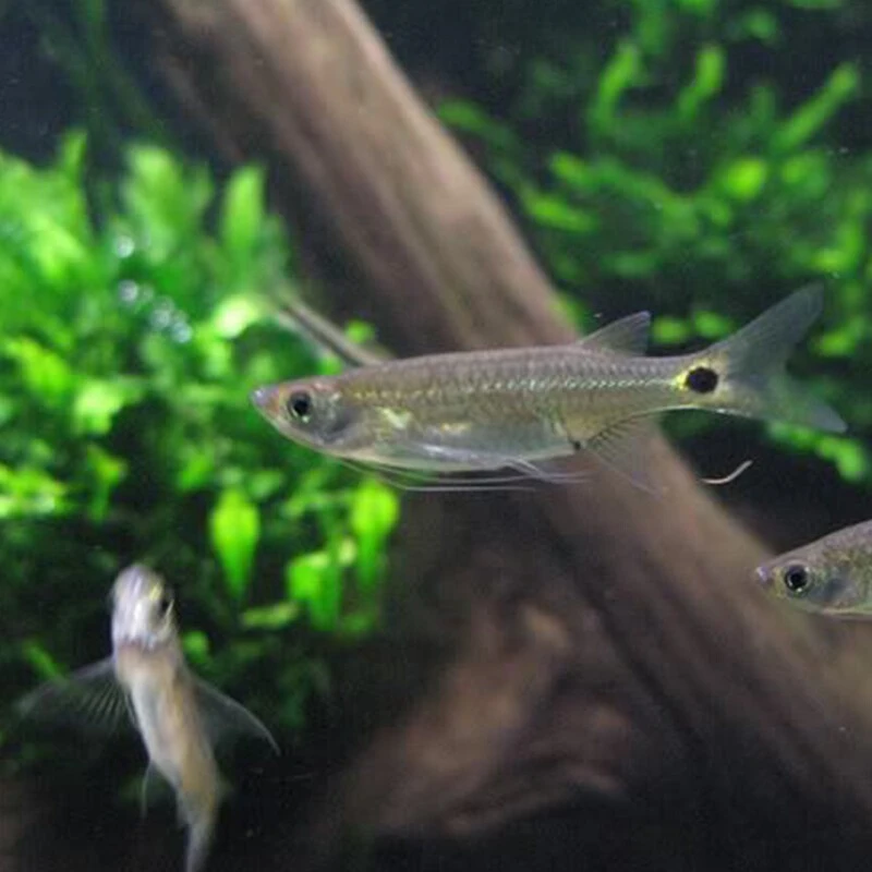 水族观赏鱼小型热带清洁鱼龙须灯活体清理工具鱼除藻吃粪便垃圾