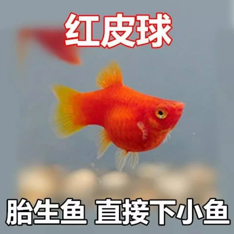 【好养 】纯种红皮球红太阳球小型观赏鱼玛丽球原生鱼活体活体鱼