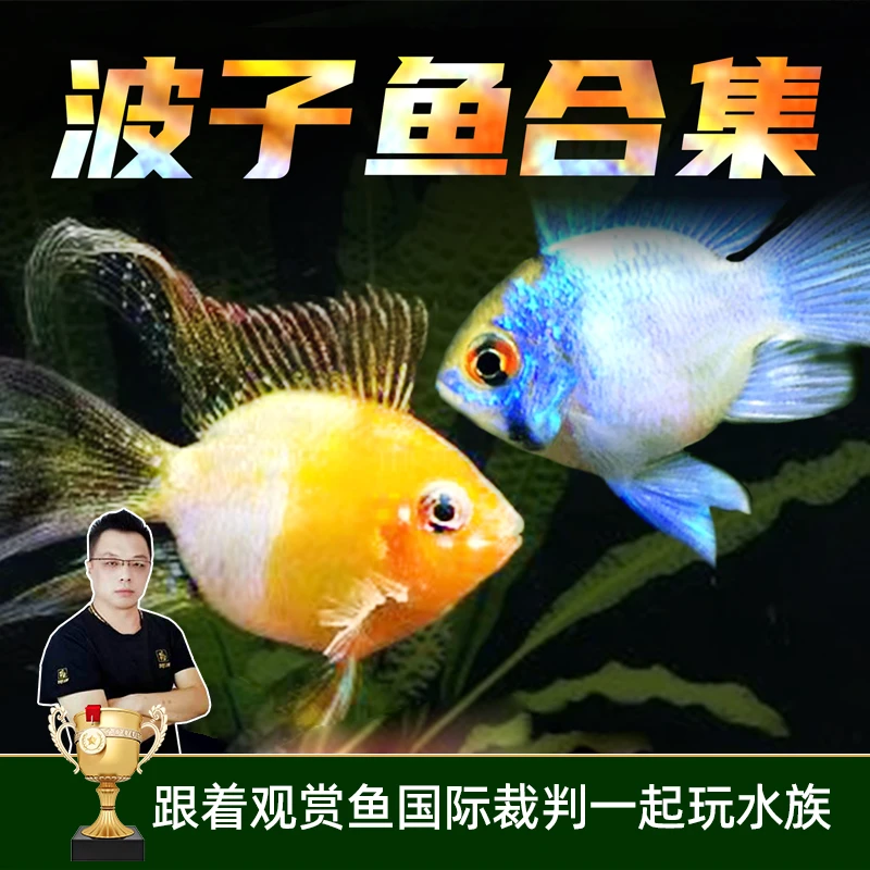 金波子种鱼宝蓝球凤凰活鱼活体小型热带鱼观赏鱼黑尾大勾黄曼龙