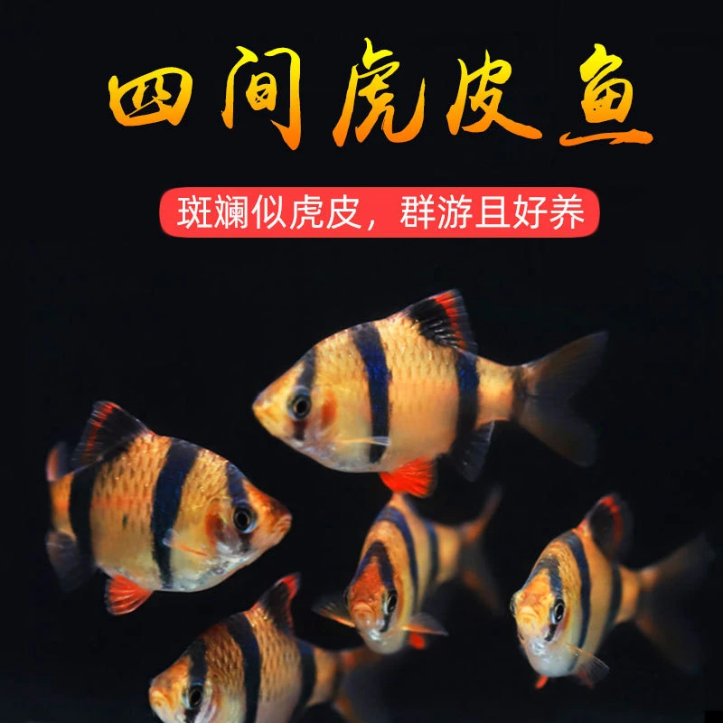 【直播】四间虎皮鱼新手好养耐活草缸群游鱼金虎小型观赏鱼