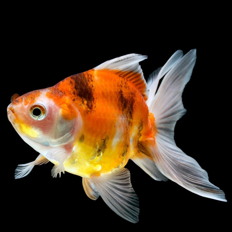 冷水鱼鎏金淡水鱼活鱼水族兰寿金鱼观赏鱼冷水鹦鹉鱼顶红鎏金包邮