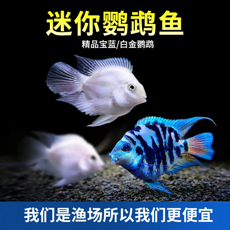 【养宠装备】迷你宝蓝鹦鹉鱼热带鱼淡水活鱼水族观赏鱼热带活体白金