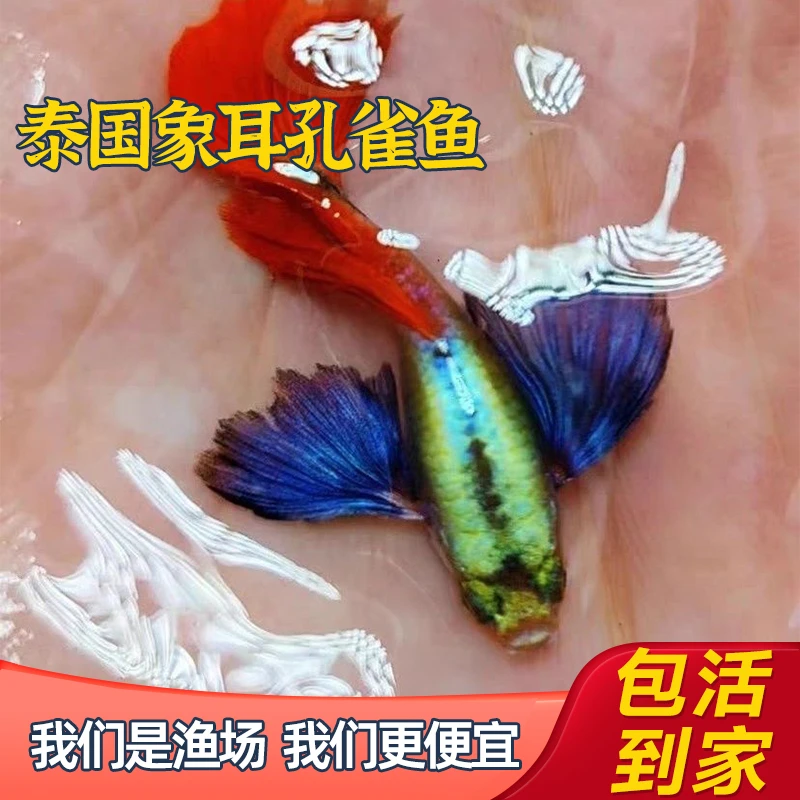 精品白金红尾象耳孔雀鱼活体活鱼热带鱼高端大尾孔雀鱼观赏鱼