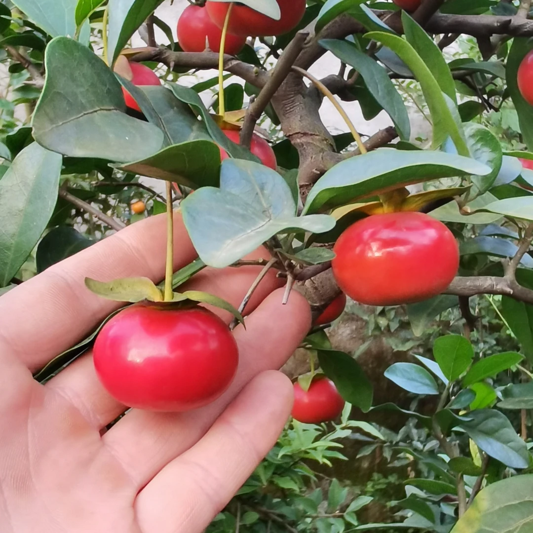 金弹子盆景 血红柿饼 中国红 逸源红 长寿血红葫芦等等