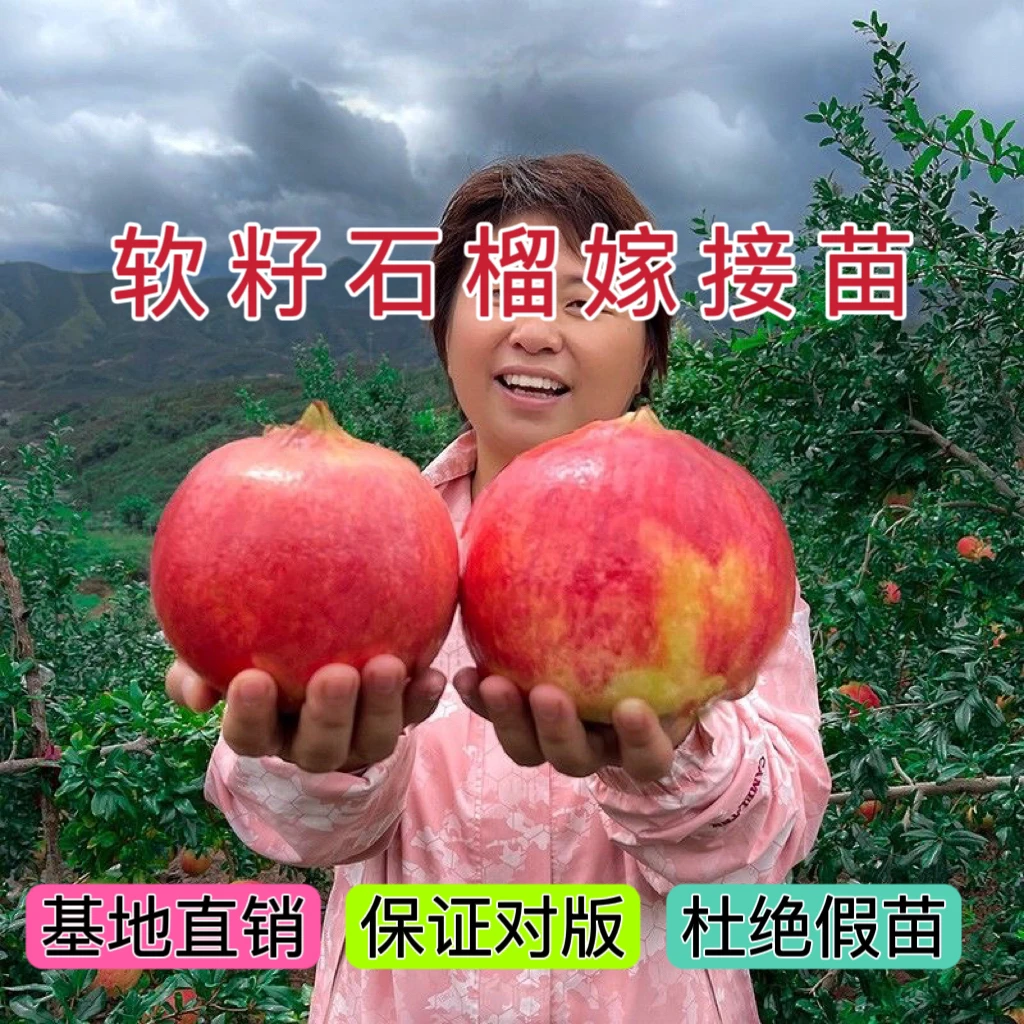 纯正突尼斯软籽石榴 1-5公分 黑籽石榴-红如意软籽大型果甜石榴树