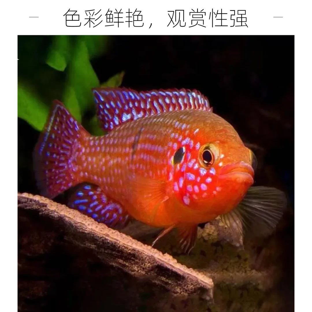 【活体】热带鱼观赏鱼红宝石鱼活体血钻发财鱼水族淡水鱼宠物鱼