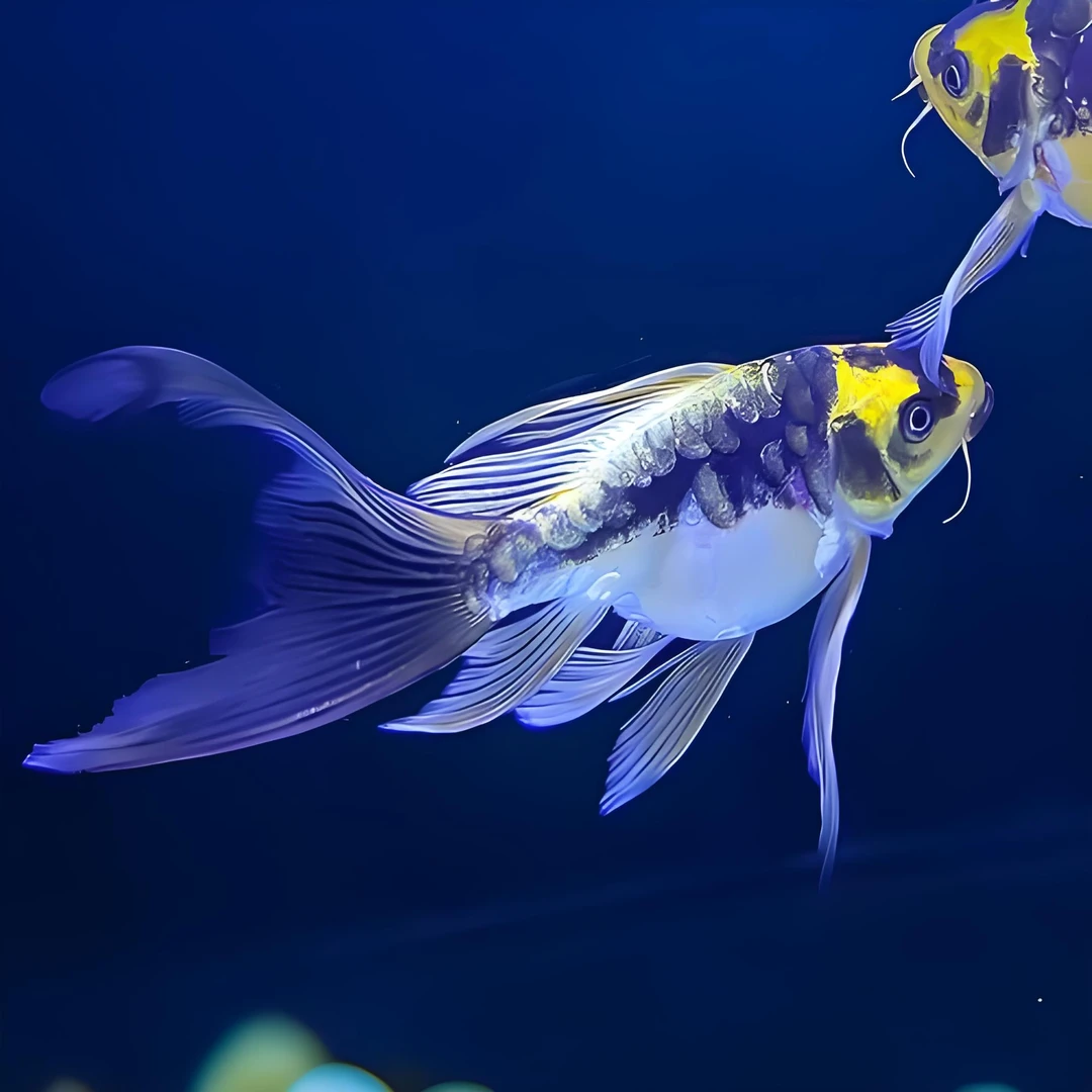 「年终大促」德系金猫熊猫招财鱼精品蝴蝶鲤鱼冷水鱼观赏鱼大鳍大尾