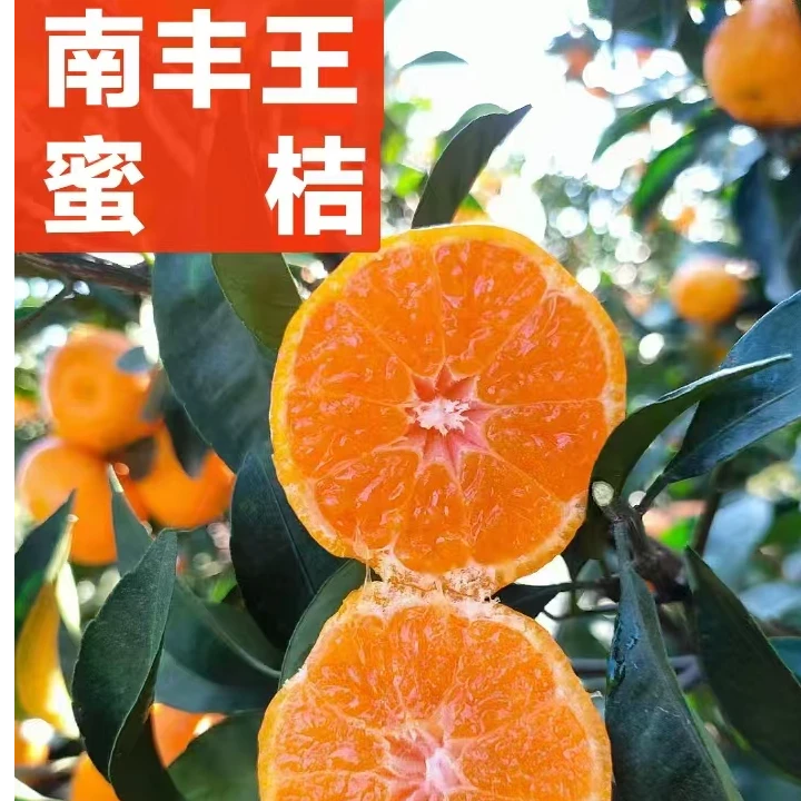 江西抚州特产南丰王蜜桔小桔子新鲜现摘当季孕妇小孩水果包邮