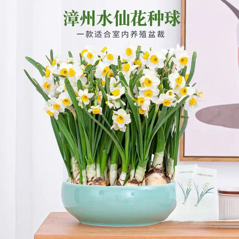 【思谕】正宗漳州水仙花凌波仙子种球北方耐寒室内水培