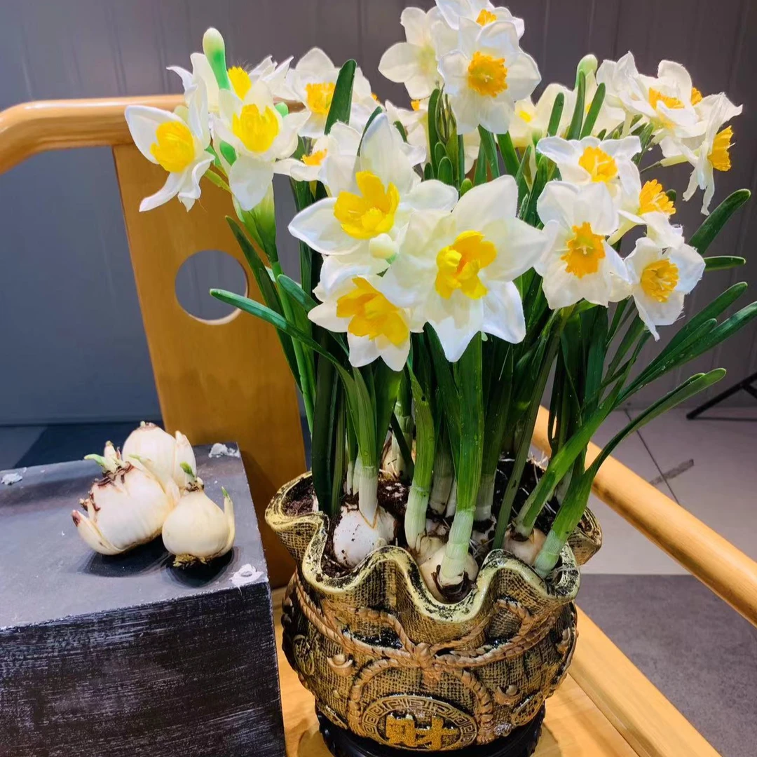 【馨予】金铜盆漳州水仙花多颗种球桌面盆景开花带香