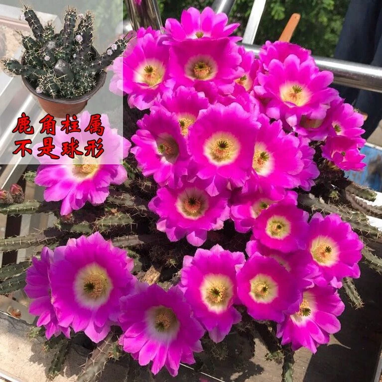 【美花角】虎头梅仙人掌仙人球开花多肉植物鹿角柱防辐射盆栽花卉