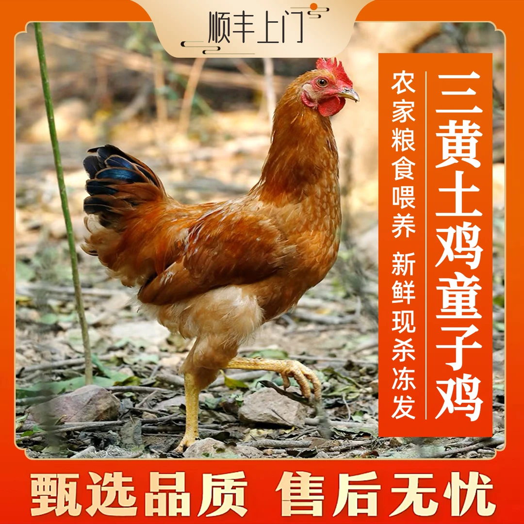 买1只发3只⭐农家三黄童子鸡小鸡仔共约4.4斤(现杀速冻发顺丰)