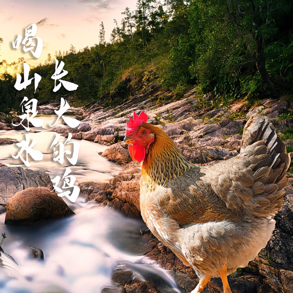 原种广东清远鸡跑山土鸡五谷杂粮山泉水散养200天2.6斤以上走地鸡