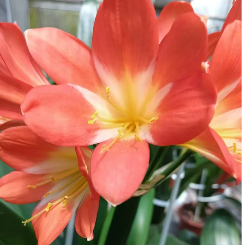 长春鑫思精品君子兰