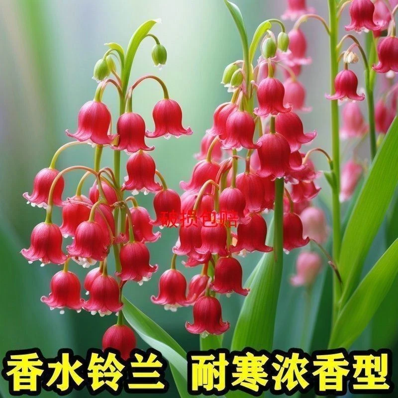 香水铃兰花苗带芽浓香型花卉多年生耐寒耐高温植物四季开花好养护