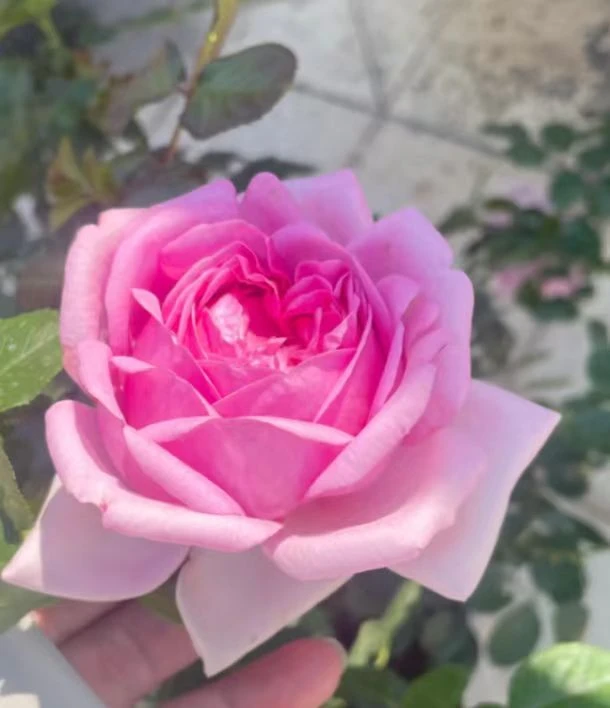 庞巴度月季、蓬巴杜夫人月季大花月季