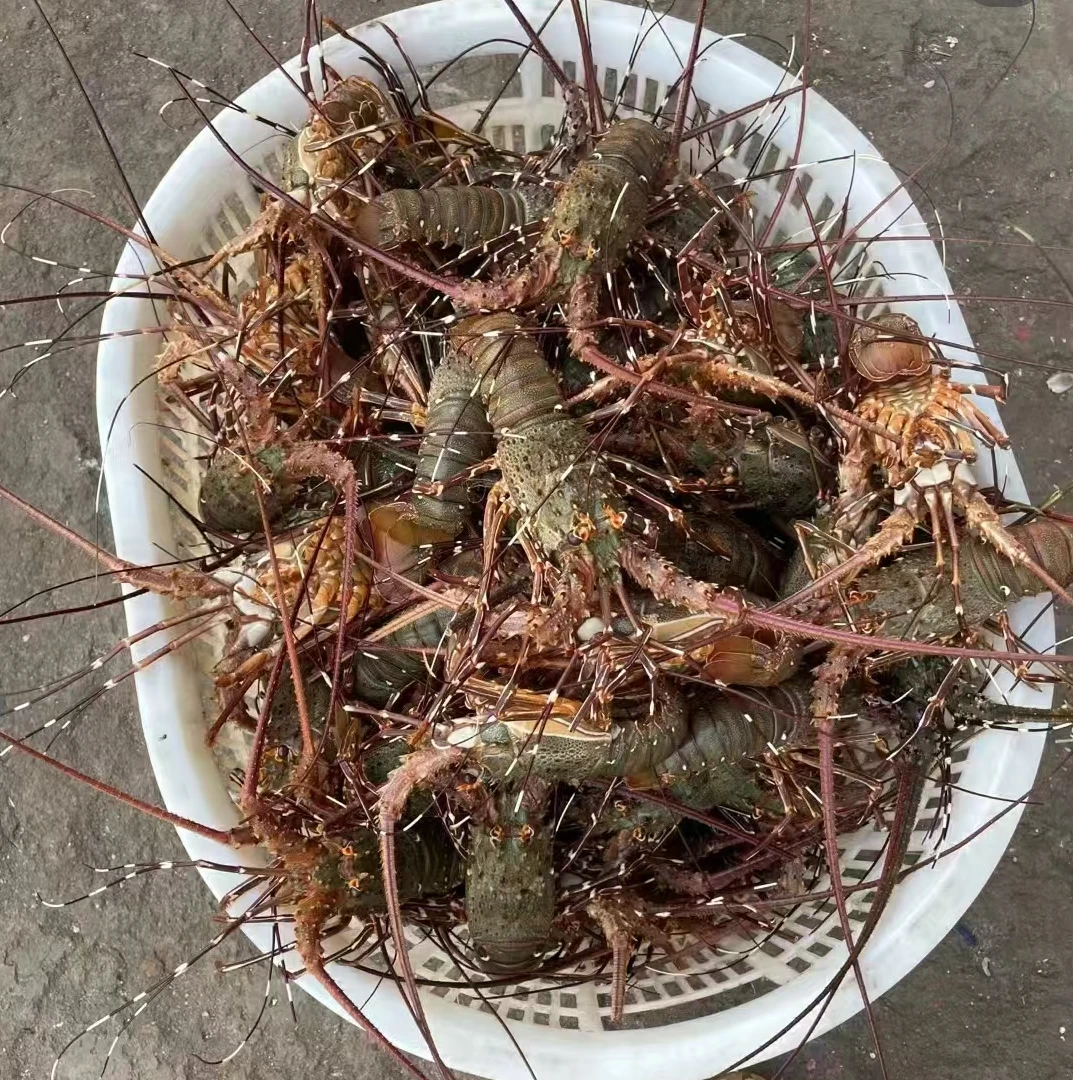 湛江天然小青龙 顺丰包邮到家