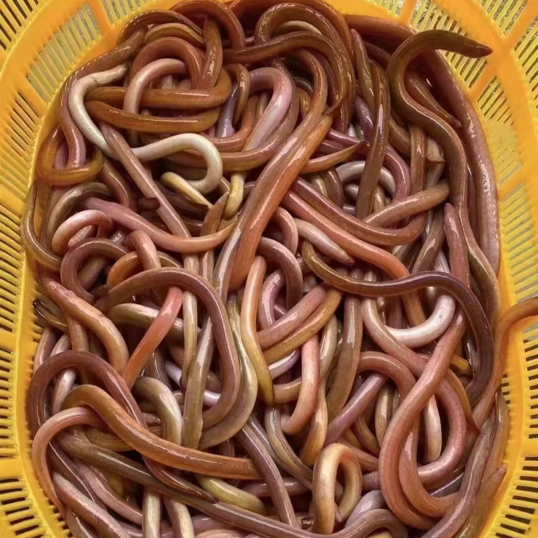 湛江本港土龙  血鳗  直播间现称现卖的重量为准 改价链接