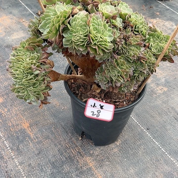 小*万圣节。