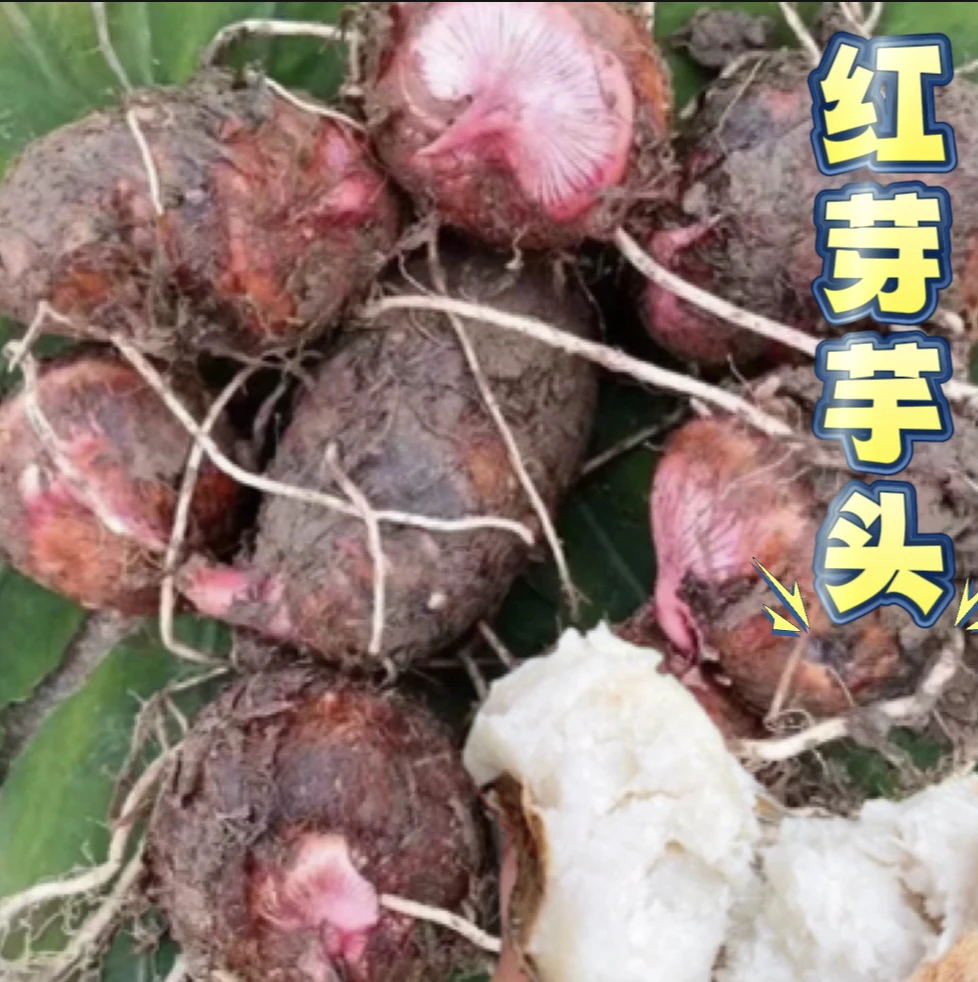 四川红芽芋艿新鲜现挖软糯毛芋头香芋小芋头红芋艿9/5/3斤芋头
