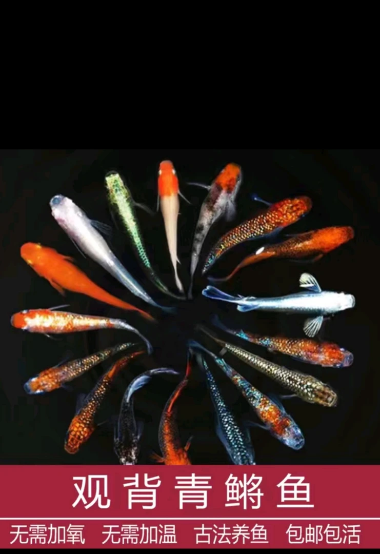 观测青鳉鱼，观赏鱼。一物一拍链接