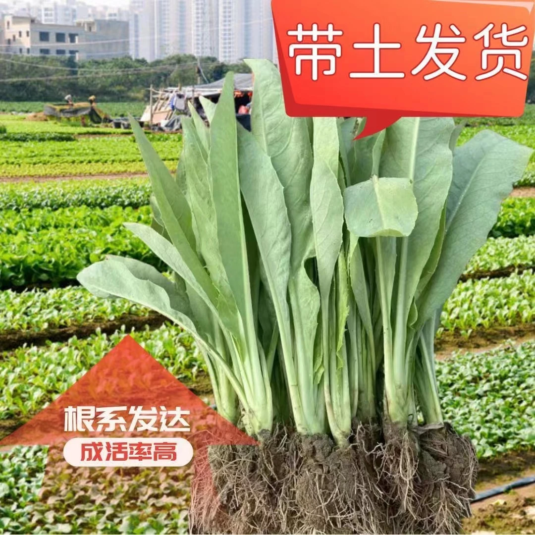 正宗广东高州甜麦菜种苗易生长期好新鲜蔬菜现拔现发脆甜爽口四季