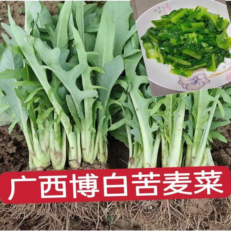 正宗广西博白甜麦苗菜苦麦花芽麦菜苗阳台盘栽新鲜麦菜苗带泥发货