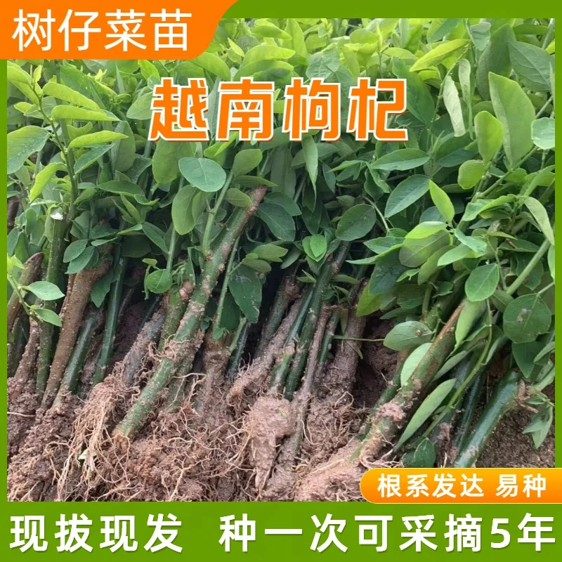 树仔菜苗海南五指山野菜天绿香苗潮汕树菜越南篱笆莱树枸杞守宫木
