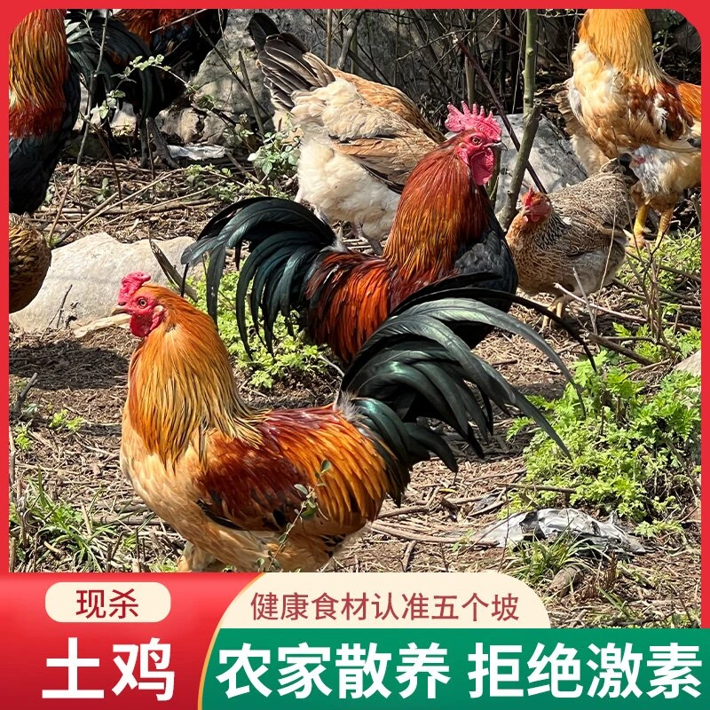 五个坡高海拔散养土鸡