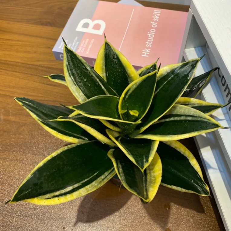 8叶以上荷花虎皮兰母桩室内盆景阳台绿植