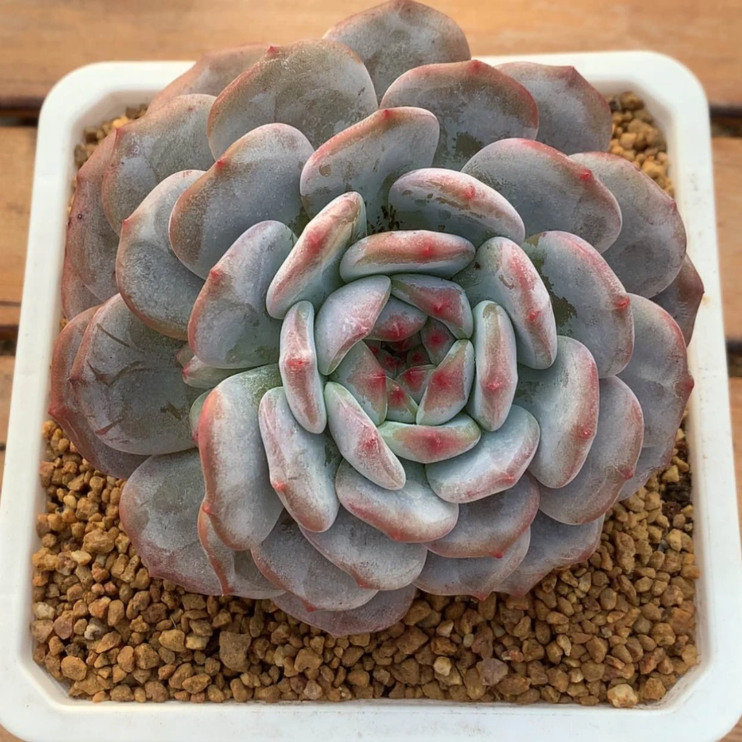 【闪购商品】箫*星影……