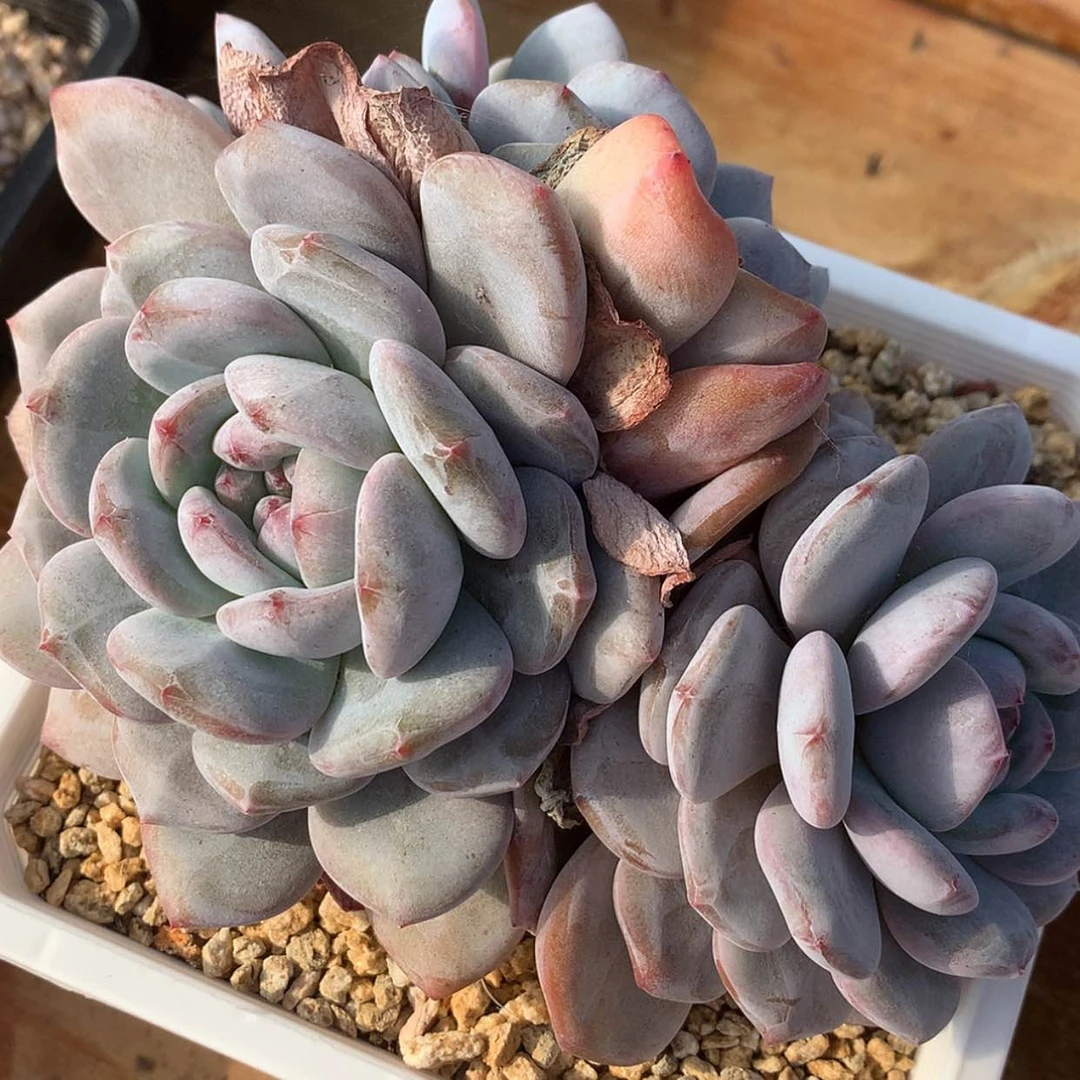 【闪购商品】星影……