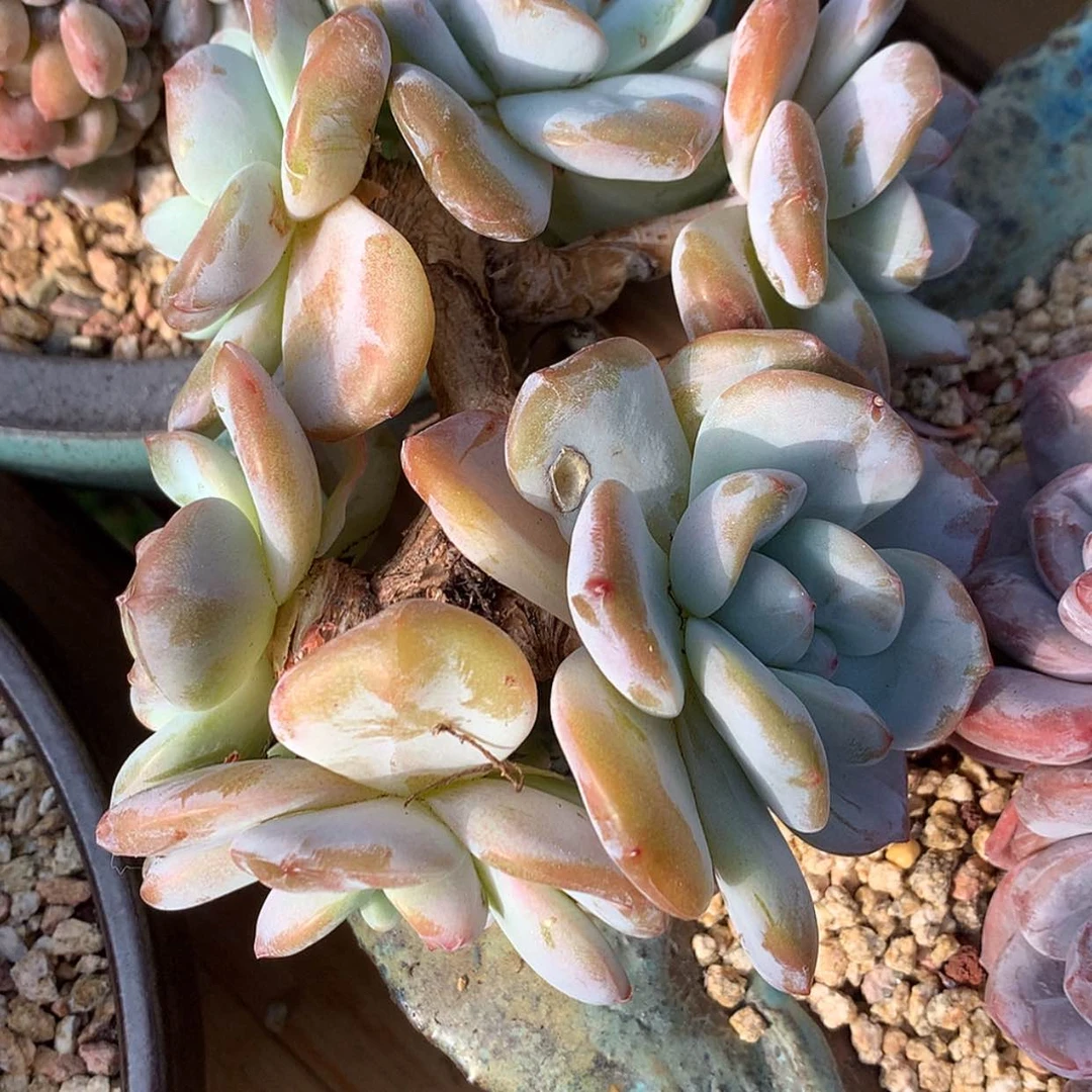【闪购商品】箫*星影……