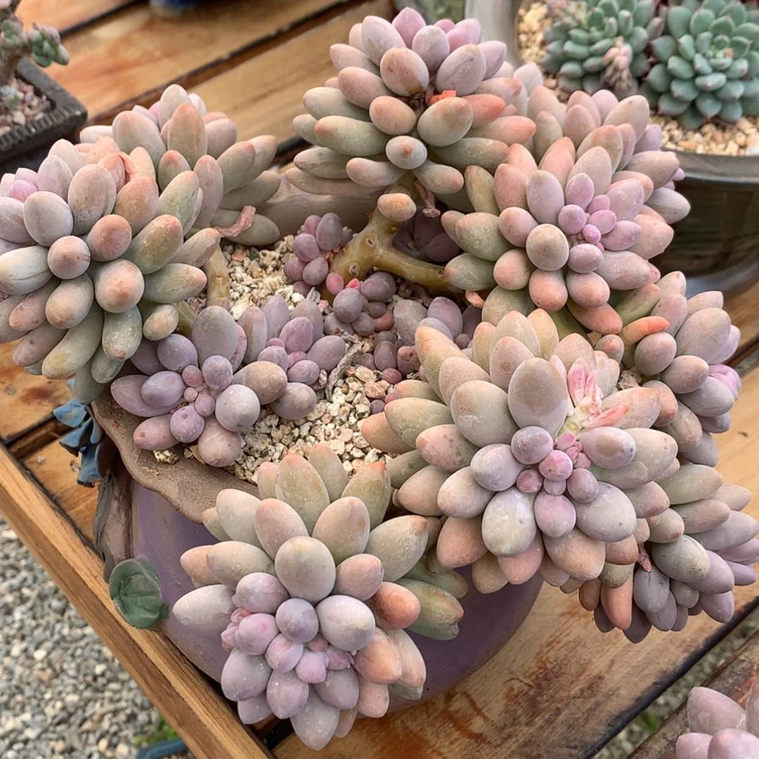 【闪购商品】小*爱汤圆