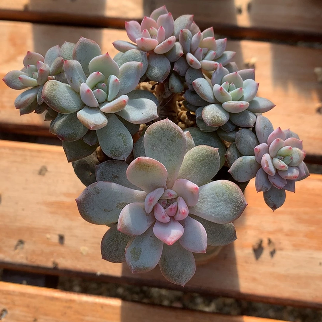 【闪购商品】星影……