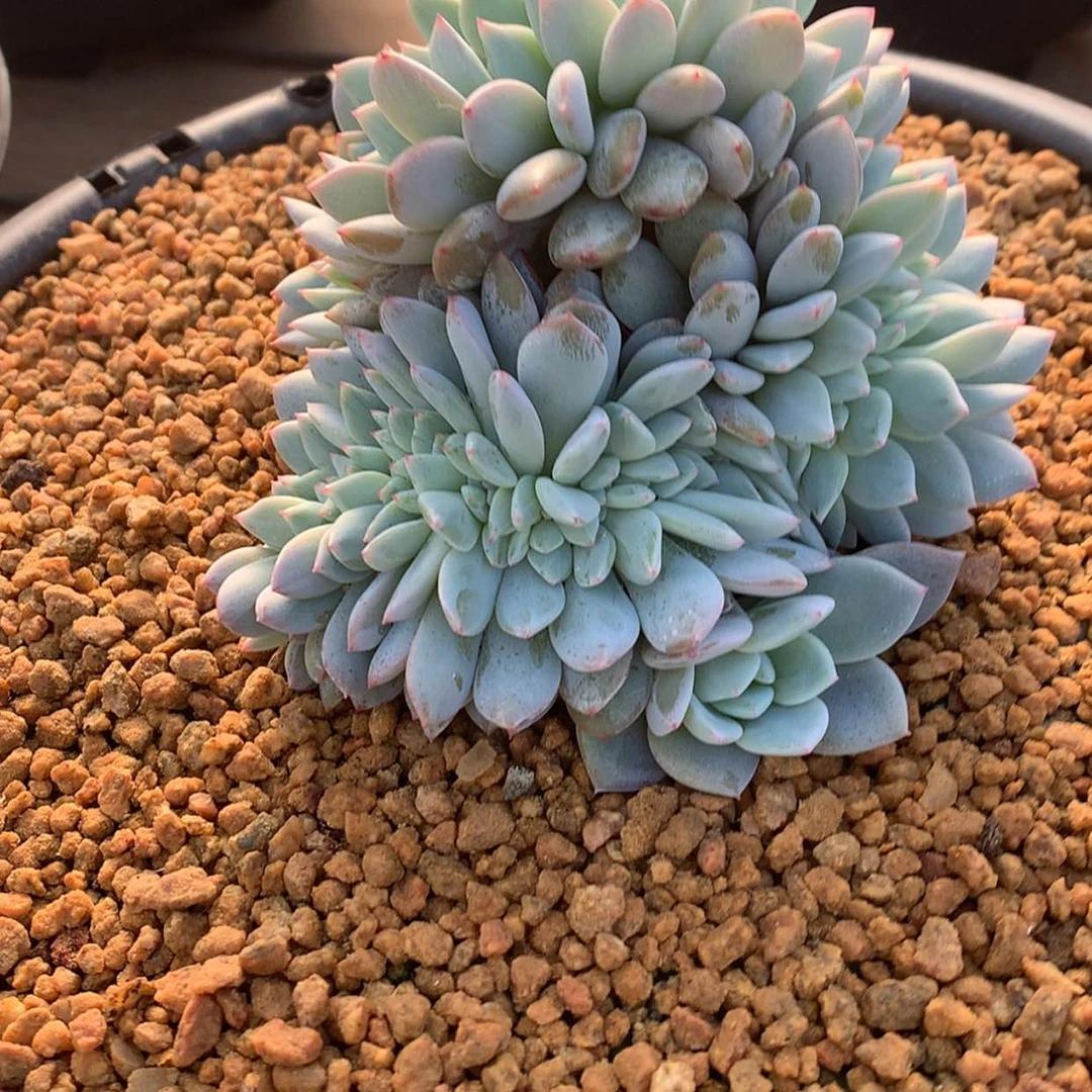 【闪购商品】芳*星影……