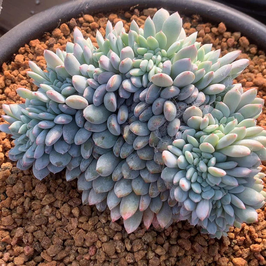 【闪购商品】芳*星影……