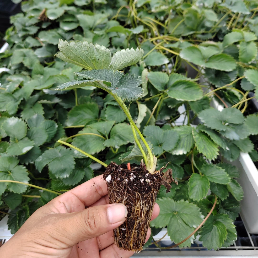 适合育苗园的春季种苗  脱毒二代基质穴盘苗 品种对版