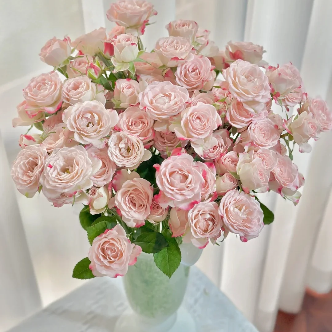 【折射泡泡】（粉白糖果）北方多头玫瑰+原产地京东顺丰包邮