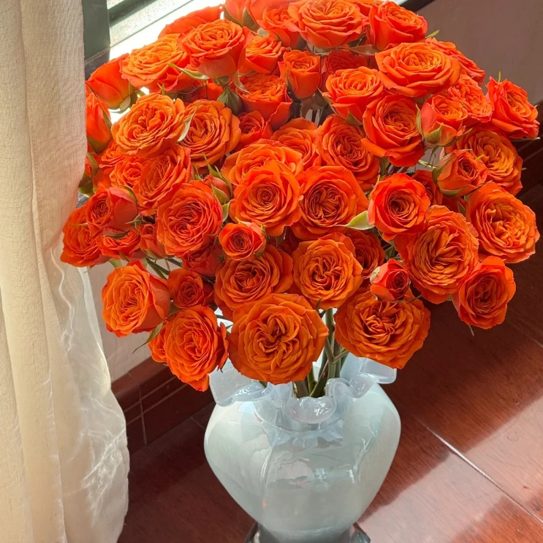 【橙芭比】 10枝  热烈橙红泡泡 北方多头玫瑰+产地山东