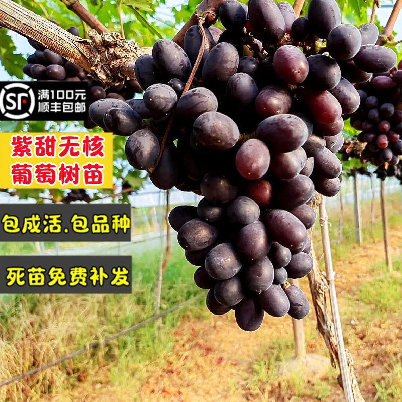 3棵装新品种嫁接A17紫甜无核葡萄树苗耐寒无籽爬藤葡萄苗南北方盆