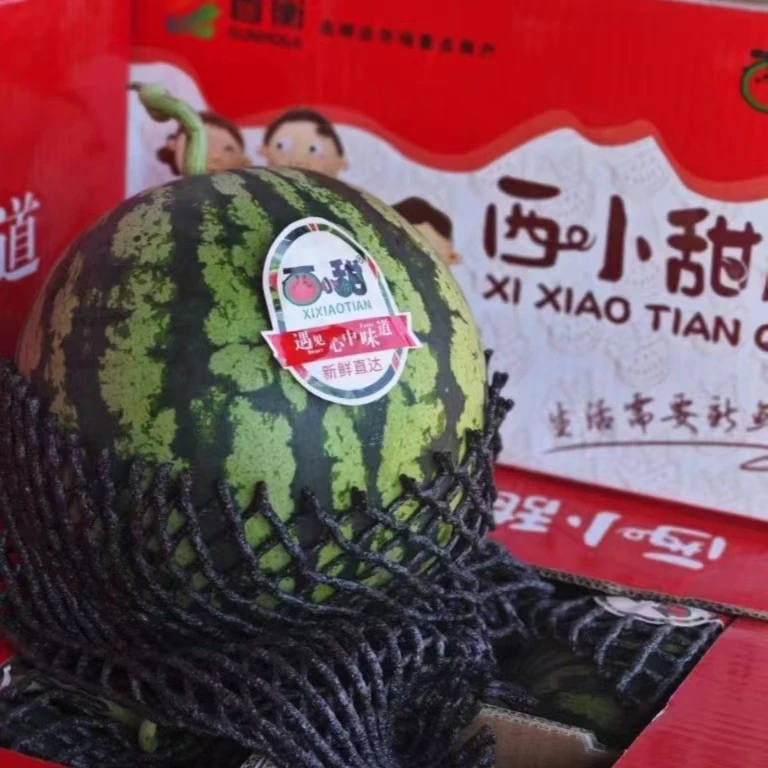 西小甜甘肃头茬无籽麒麟西瓜，单果7斤左右，皮薄脆甜，把绿新鲜
