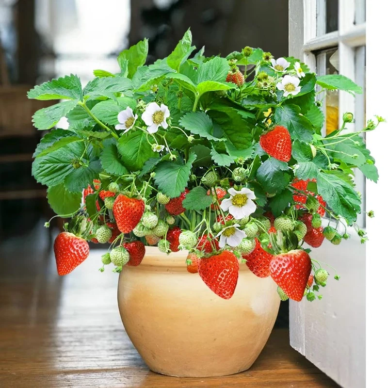 4盆 【原盆原土】奶油草莓苗盆栽当年结果优质红颜宁玉章姬草莓苗