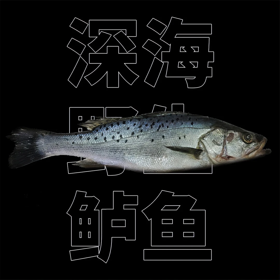 船冻深海野生海鲈鱼 2斤3-5条 4斤5-8条海鲜批发清蒸鱼鲈鱼