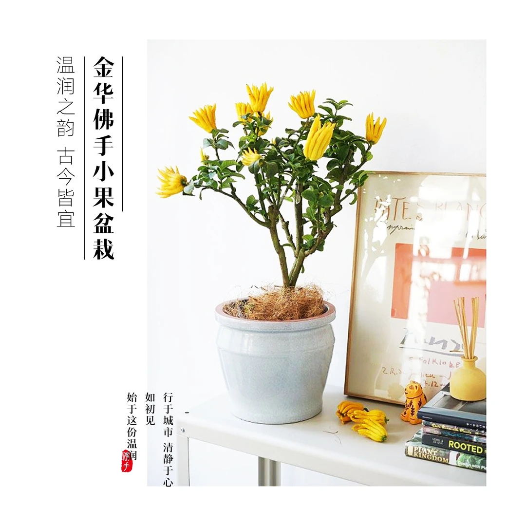 YUEGUODIAN/悦果典金华佛手盆栽树苗佛手柑室内外易活带果发货