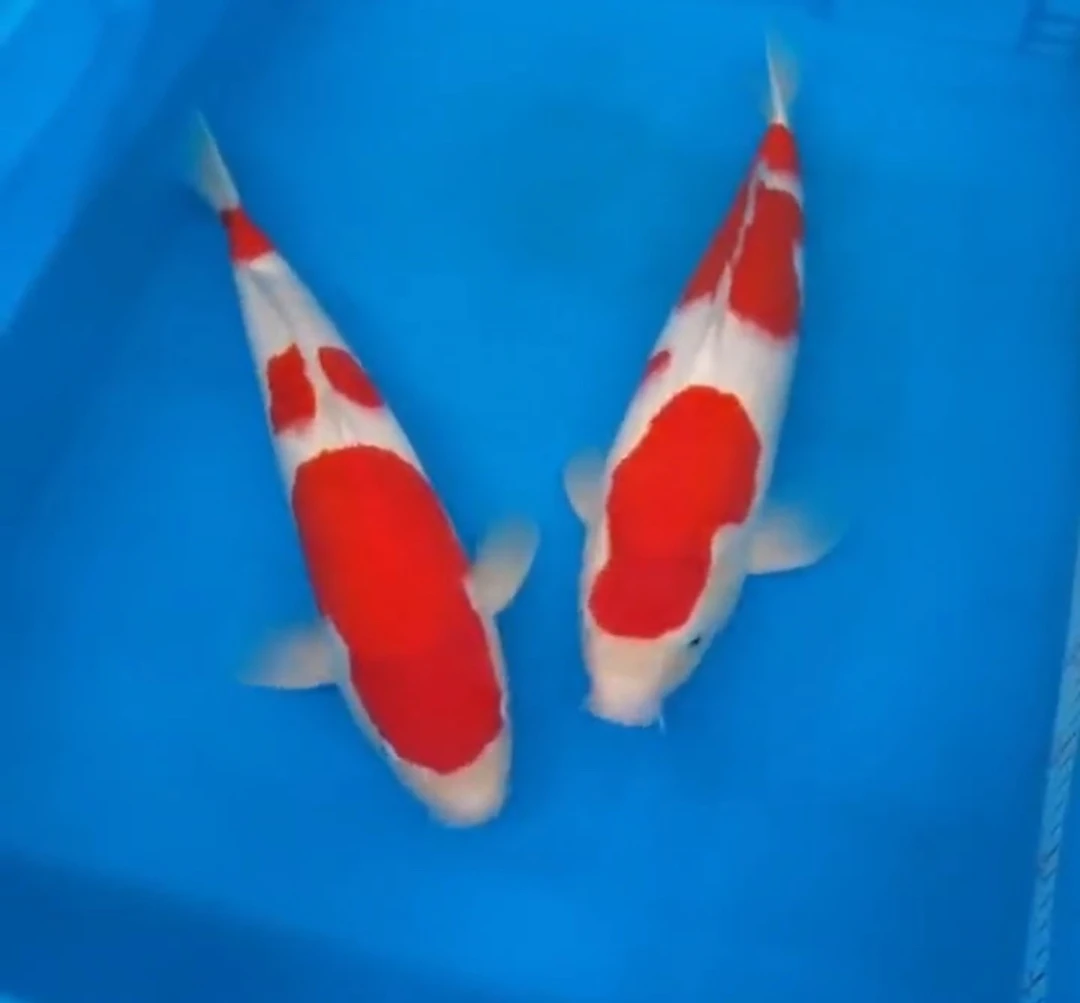 锦鲤观赏鱼包邮包开箱活冷水耐活红白三色昭和蝴蝶鲤